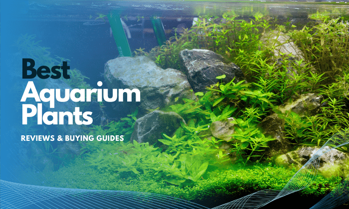 best-aquarium-plants-to-reduce-nitrates