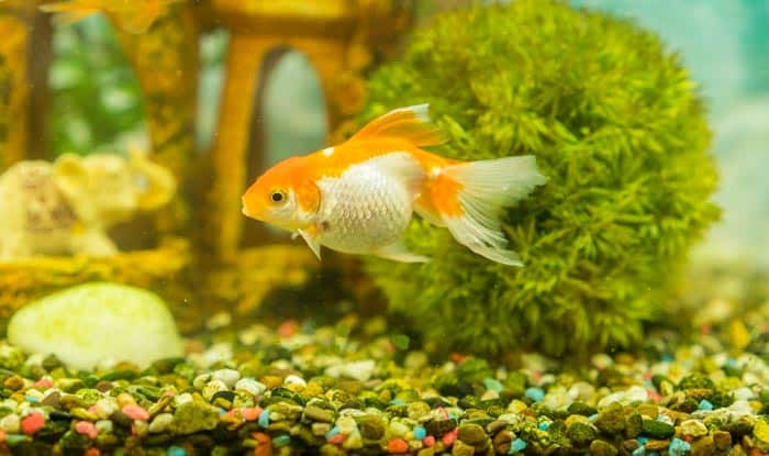 best-gravel-for-fish-tank