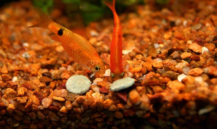 nitrifying-bacteria-for-saltwater-aquarium