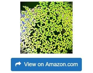 1-EXTRA-LARGE-Duckweed-Portion