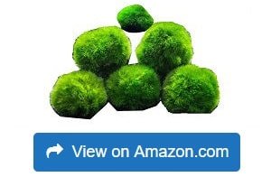 6-Marimo-Moss-Ball