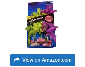 Blue-Ribbon-Vibran-Sea-Flowering-Cluster