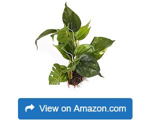 CNZ-Aquarium-Fish-Tank-Green-Lifelike