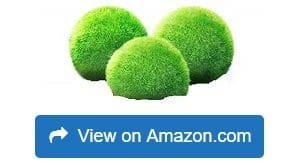 Luffy-Marimo-Moss-Balls