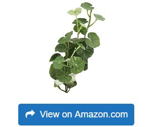 Marina Ecoscaper Hydrocotyle Silk Plant