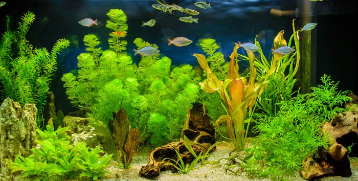 best-artificial-aquarium-plants