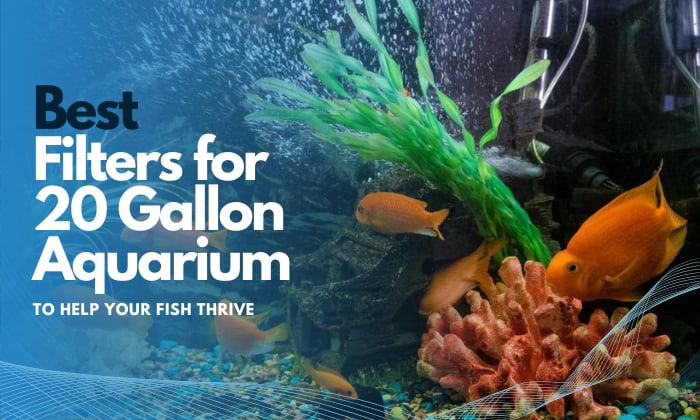 best-filter-for-20-gallon-aquarium