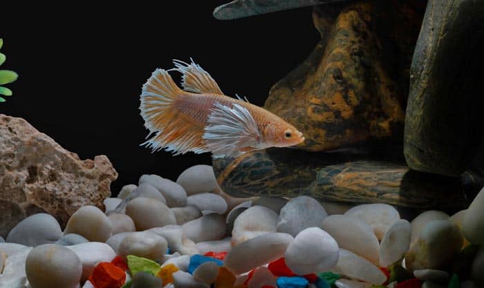 best-water-conditioner-for-betta-fish