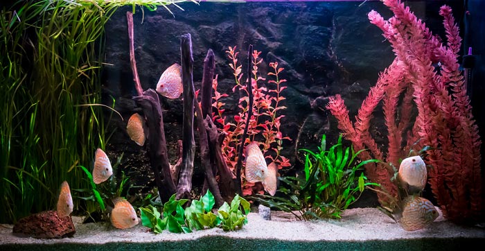 most-realistic-artificial-aquarium-plants