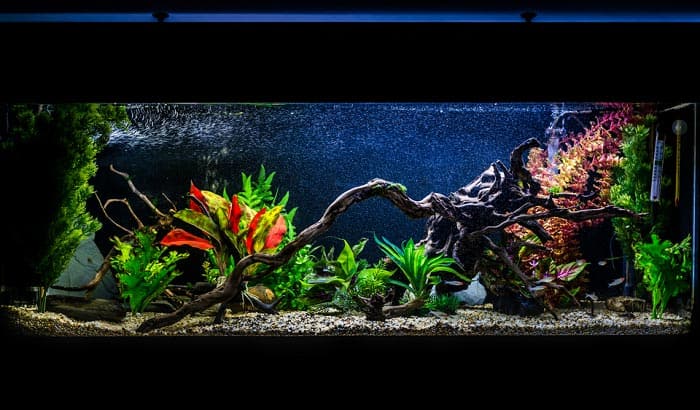 safe-wood-for-freshwater-aquarium