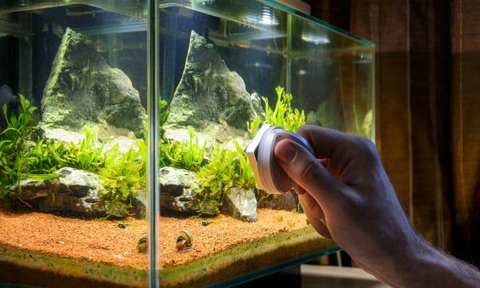best-aquarium-algae-scraper
