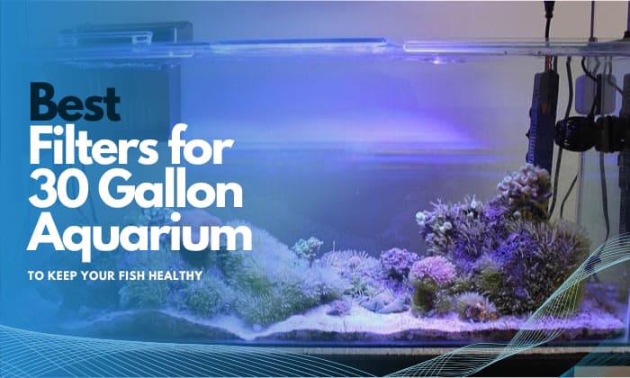 best-filter-for-30-gallon-aquarium