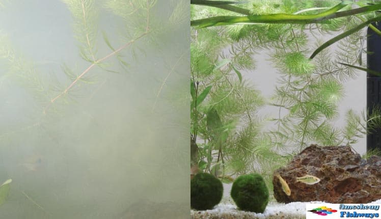 best-water-clarifier-for-aquariums