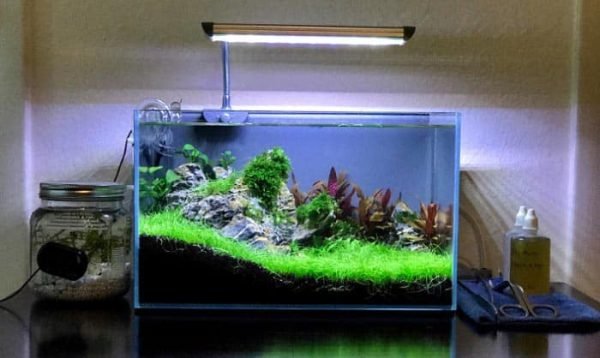 The Best Rimless Aquarium to Enjoy Underwater Masterpiece