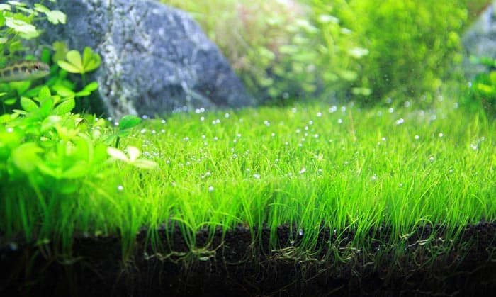 aquarium-liquid-fertilizer