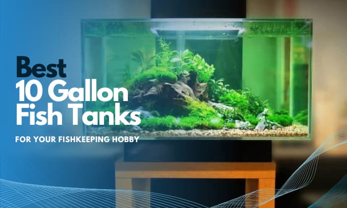 best-10-gallon-fish-tank