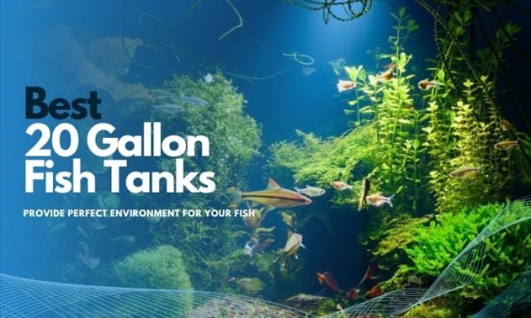 Picture of Best 20 Gallon Fish Tanks for Your Fish's Perfect Environment