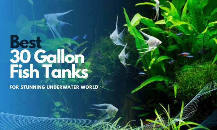 best-30-gallon-fish-tank