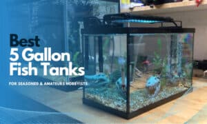 best-5-gallon-aquarium