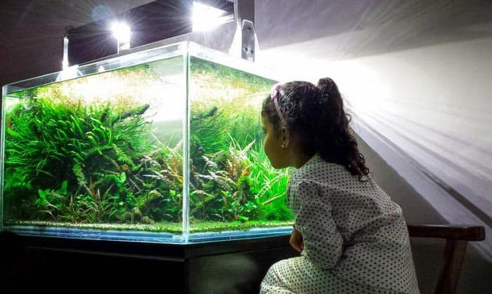 best-55-gallon-aquarium