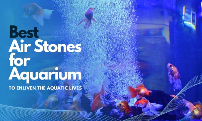 best-air-stone-for-aquarium