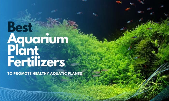 best-aquarium-plant-fertilizer