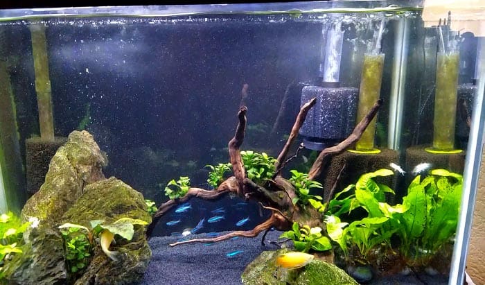 best-aquarium-sponge-filter