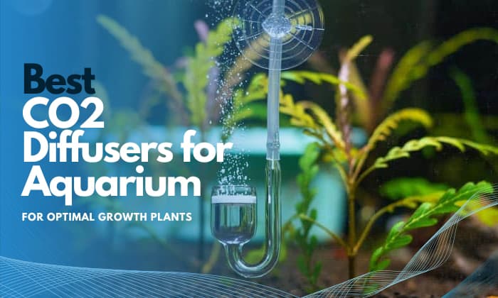 best-co2-diffuser-for-aquarium