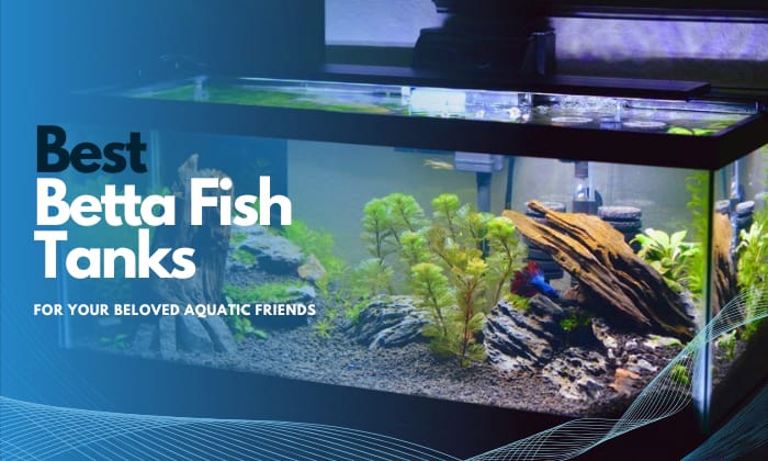 best-betta-fish-tank