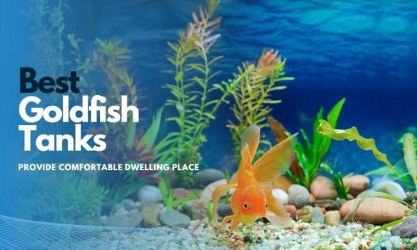 Image showcasing The Best Goldfish Tanks to Provide Comfortable Dwelling Place