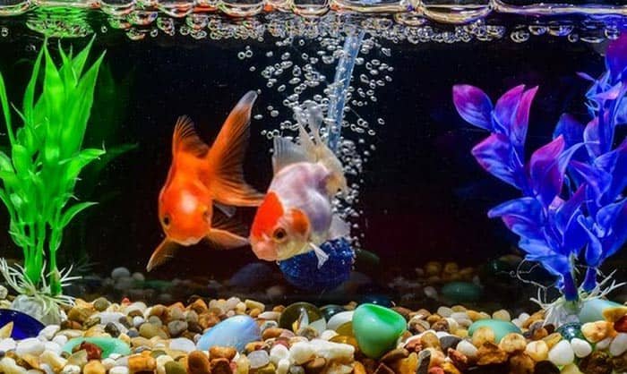 best goldfish tank filter