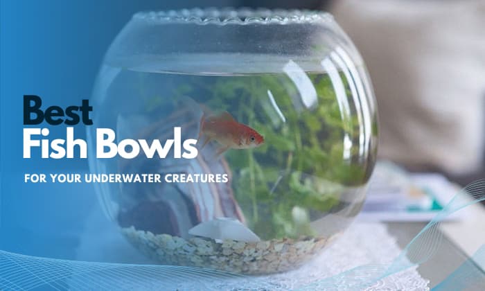 best-fish-bowl