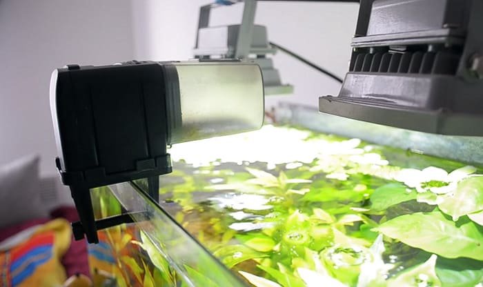 auto-fish-feeder-review