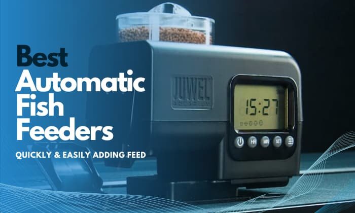best-automatic-fish-feeder