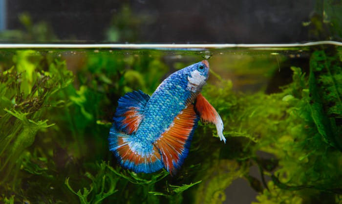 best-betta-fish-food