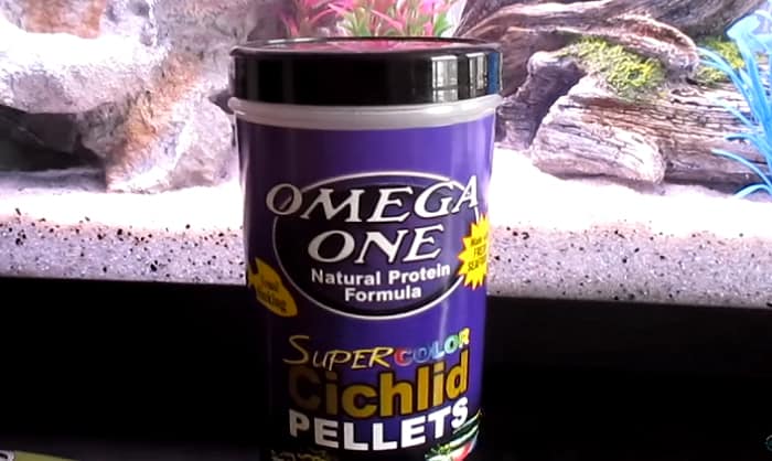 best-food-for-african-cichlids