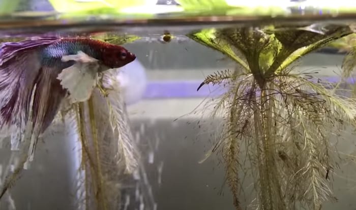 best-food-for-betta-fish