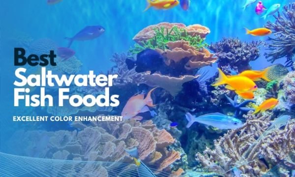 The Best Saltwater Fish Foods for Excellent Color Enhancement
