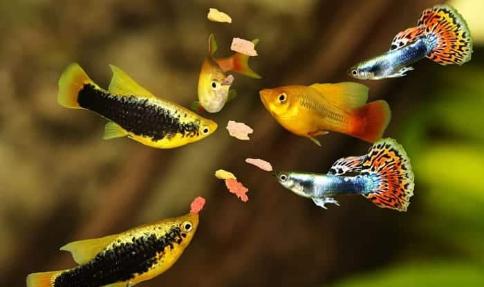 best tropical fish food