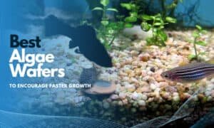 Fresh Look at The Best Algae Wafers To Encourage Faster Growth Healthy