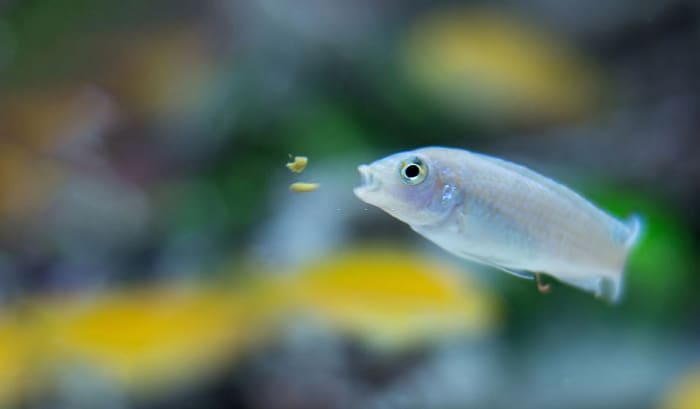 best-algae-wafers-for-snails