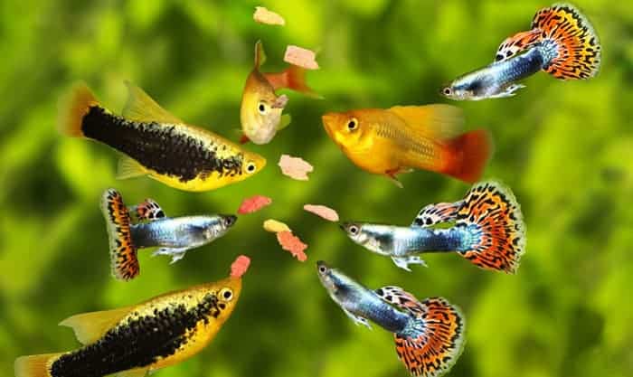 best-fish-food-for-guppies