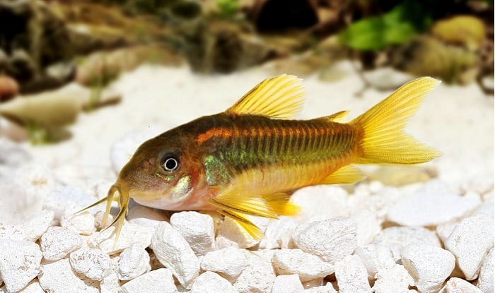 best-food-for-cory-catfishes