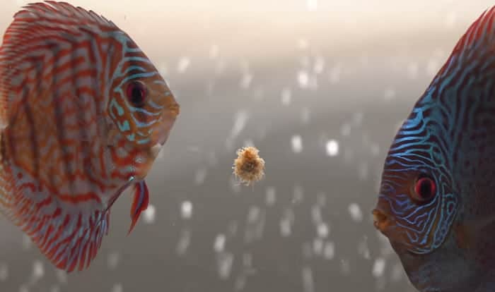 best-food-for-discus-fish