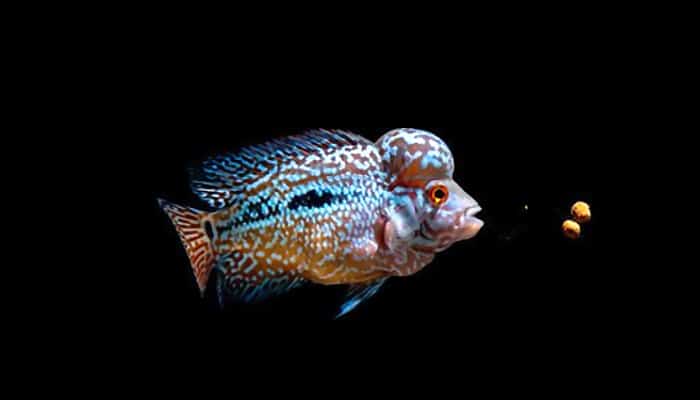 best-food-for-flowerhorn
