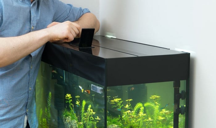 best food for mollies