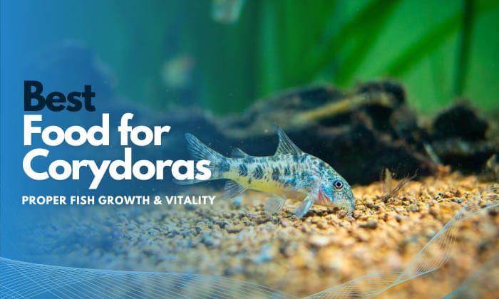 best-foods-for-corydoras