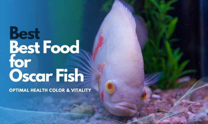 best-foods-for-oscar-fish