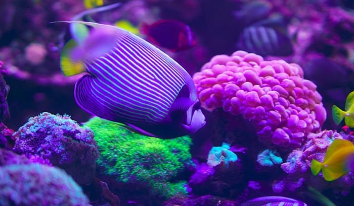 best frozen fish foods