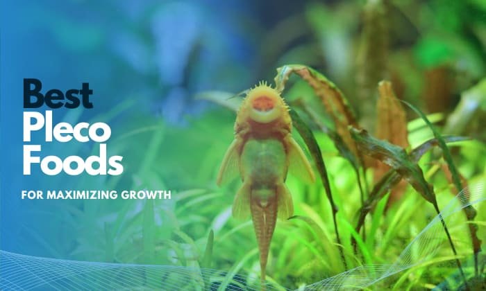 best-pleco-food